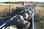 Balmoral Estate Merino