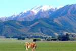 Clearwater Organic Dairy