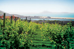 Karikari Estate winery and vineyard