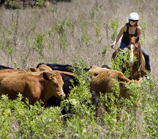 cycling through the vineyards