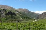Gibbston Valley Vineyard