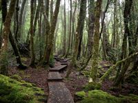 Enchanted forest - Peppers Cradle Mountain Lodge