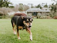 Peppers-Craigieburn-Pet_Friendly-Exterior_24