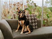 Peppers-Craigieburn-Pet_Friendly-Room_10