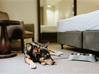 Peppers-Craigieburn-Pet_Friendly-Room_2