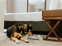 Peppers-Craigieburn-Pet_Friendly-Room_7