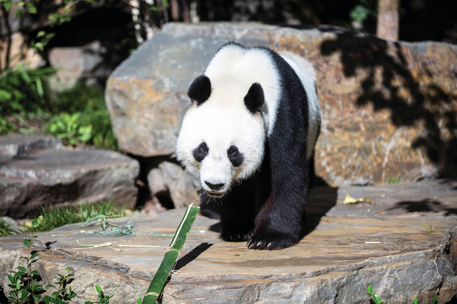 Panda, Adelaide Zoo