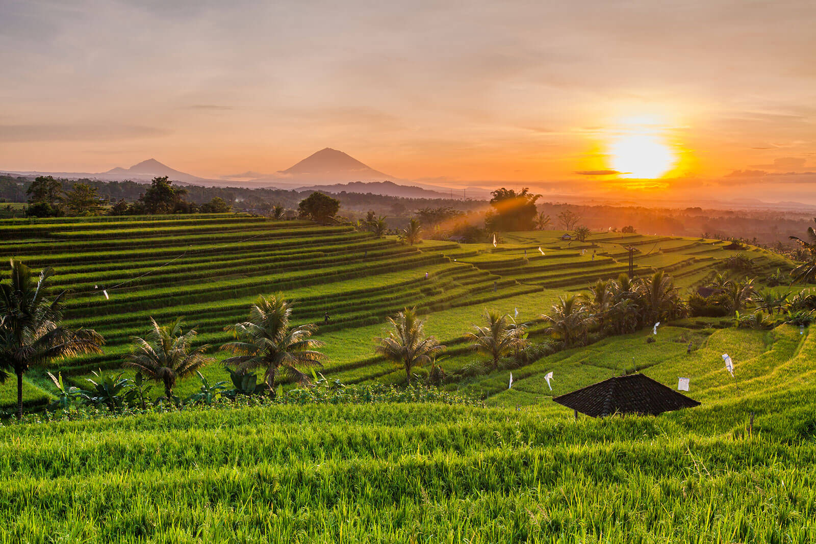 Bali rice fields