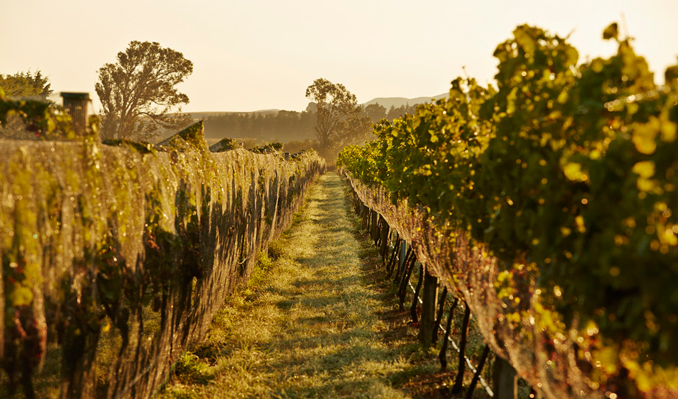 Peppers Experiences Boutique Martinborough Wineries