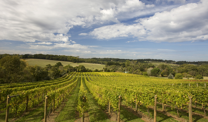 Peppers Experiences Exploring Mornington Peninsula S Wineries